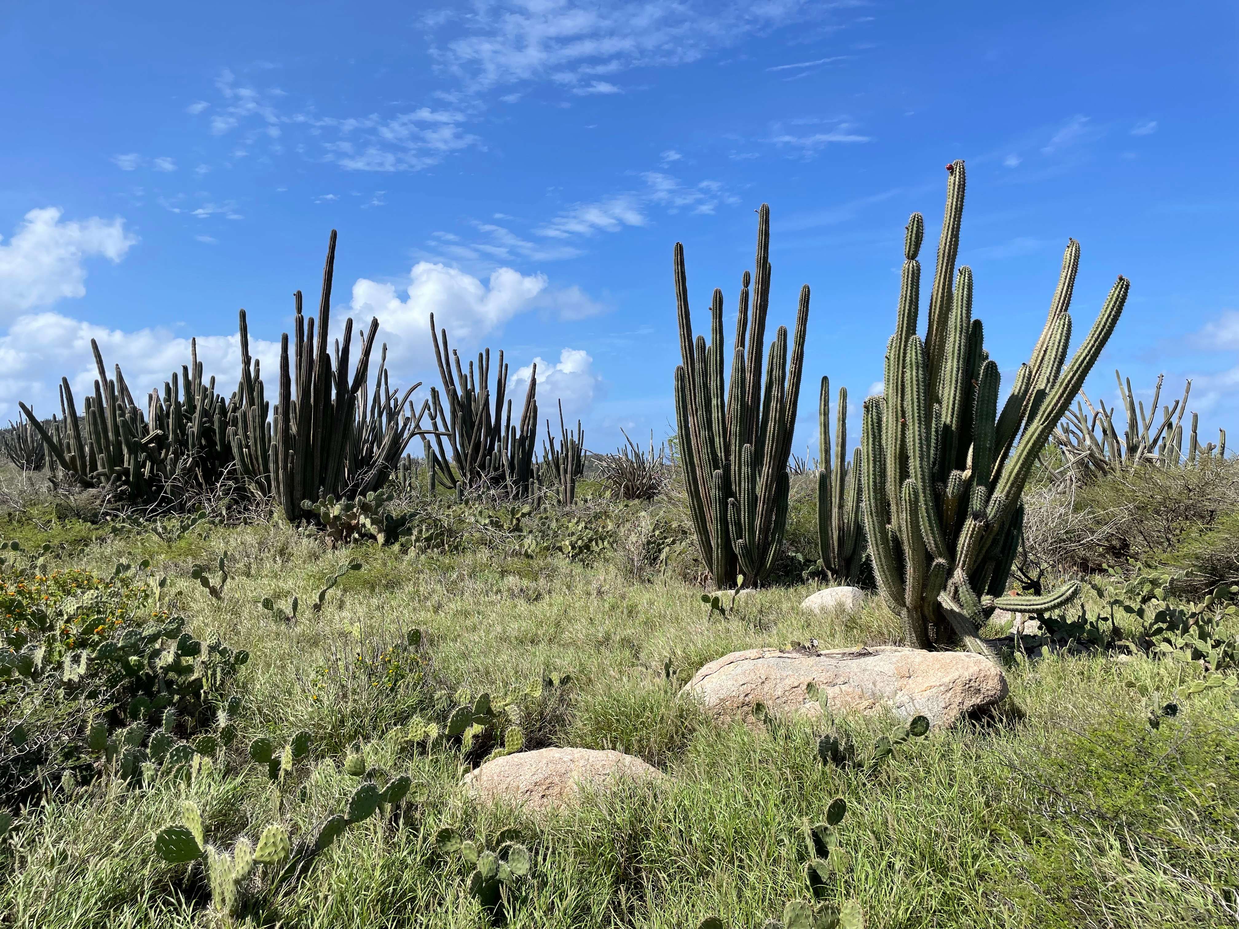 Aruba